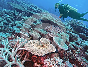 A Diver Fins Over a Variety of Coral off Arno Atoll, Marshall Islands