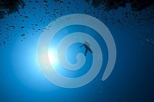 Diver, fish and coral