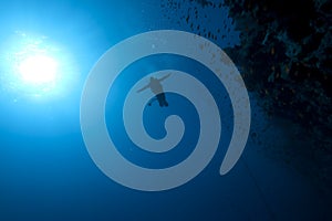 Diver, fish and coral