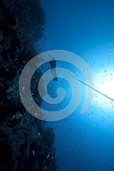 Diver, fish and coral