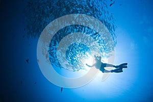 Diver and fish silhouette