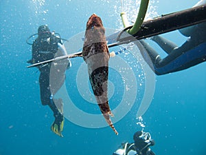 A diver fishing with harpoon irregularly a fish Hemichromis bimaculatus, in the Red Sea off the coast of Saudi Arabia