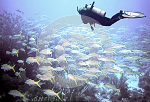 A Diver Floats Above Schooling Goatfish off Key Largo, FL photo