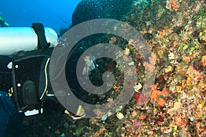 Diver - girl underwater