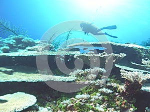 A Diver Glides Over Table Coral in the Pacific Ocean