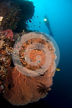 Diver and Gorgone coral Indonesia Sulawesi photo