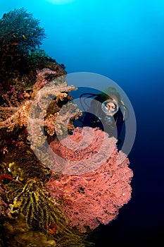 Diver and Gorgone coral Indonesia Sulawesi photo