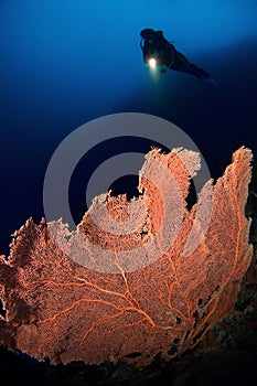 Diver and Gorgone coral Indonesia Sulawesi