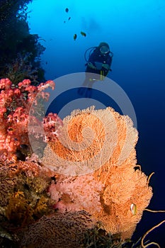 Diver and Gorgonia coral Indonesia Sulawesi