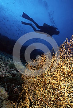 Diver and Gorgonian