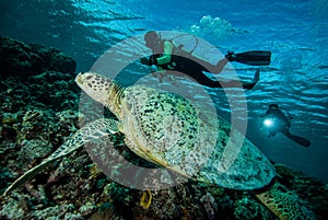 Diver and green sea turtle in Derawan, Kalimantan, Indonesia underwater photo