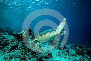 Diver and green sea turtle in Derawan, Kalimantan, Indonesia underwater photo