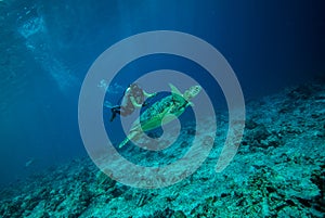 Diver and green sea turtle in Derawan, Kalimantan, Indonesia underwater photo