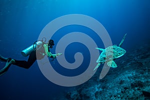 Diver and green sea turtle in Derawan, Kalimantan, Indonesia underwater photo