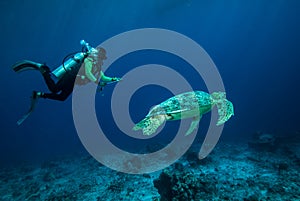 Diver and green sea turtle in Derawan, Kalimantan, Indonesia underwater photo