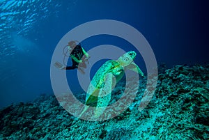 Diver and green sea turtle in Derawan, Kalimantan, Indonesia underwater photo