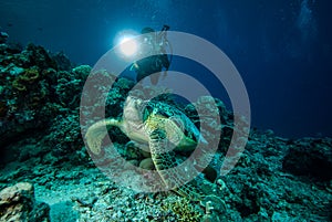 Diver and green sea turtle in Derawan, Kalimantan, Indonesia underwater photo