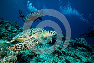 Diver and green sea turtle in Derawan, Kalimantan, Indonesia underwater photo