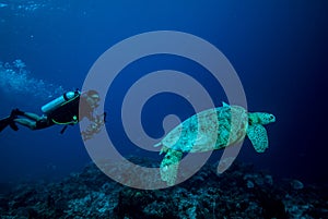 Diver and green sea turtle in Derawan, Kalimantan, Indonesia underwater photo