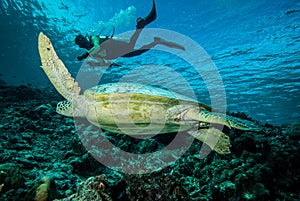 Diver and green sea turtle in Derawan, Kalimantan, Indonesia underwater photo