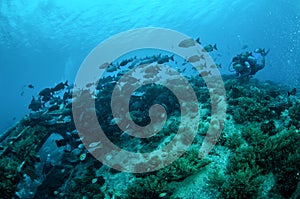 Diver and Group chubs fishes Kyphosus cinerascens swim above coral reefs in Gili, Lombok,Nusa Tenggara BaratIndonesia