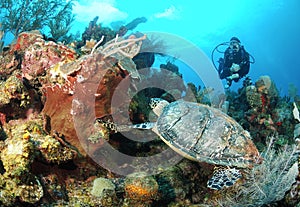 Diver and hawksbill sea turtle.