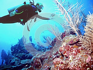 A Diver & a Honeycomb Cowfish Enjoy the Caribbean Reefs of St. Lucia