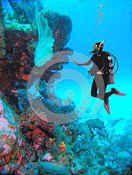 A Diver Hovers Near a Tube Sponge Colony