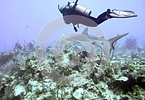 A Diver Hovers Over a Caribbean Reef Shark in the Bahamas