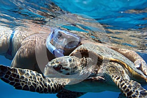 A diver hugs sea turtle underwater