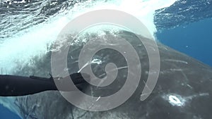 Diver with humpback whale underwater in Pacific Ocean.