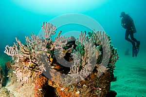 Diver interacting with wildlife on the reefs of cabo pulmo