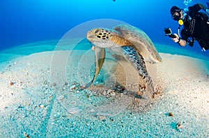 Diver interacting with wildlife on the reefs of cabo pulmo