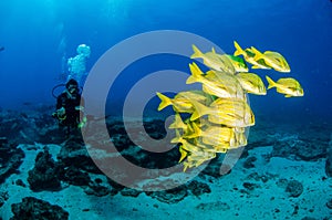 Diver interacting with wildlife on the reefs of cabo pulmo