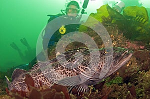 Diver with Ling Cod photo