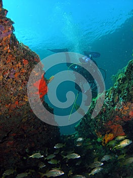 Diver Looking For Lobster