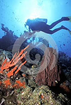 Diver n Red Finger Sponge