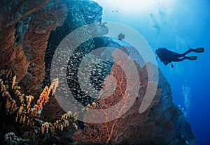 Diver next to coral