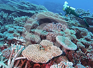 A Diver Observes a Coral Reef in the Marshall Islands