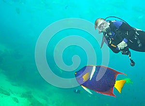 A Diver Observes a King Angelfish off Cabo San Lucas, MX