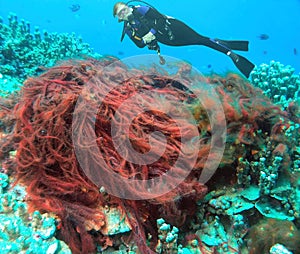 A Diver Observes a Large Filamentous Red Algae in the Pacific Ocean