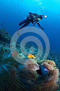 Diver over anemone with maldivian clown, Maldives