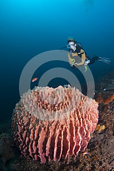 Diver over barrel sponge