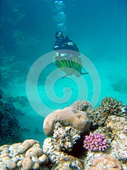 Diver over coral reef