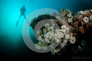 Diver over reef covered with sea anemones