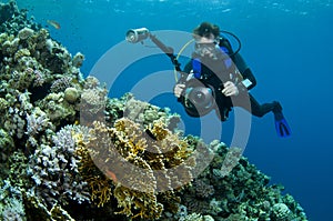 Diver photographing coral reef photo