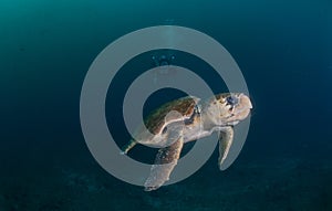 Diver photographing Hawksbill turtle underwater