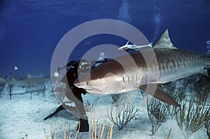 Diver Photographing a Tiger Shark