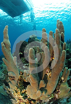 Diver and pillar coral