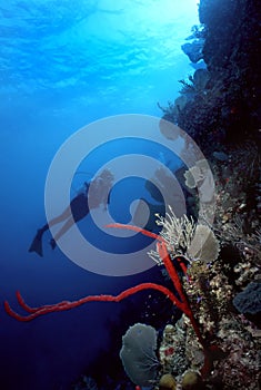 Diver and Red finger sponge